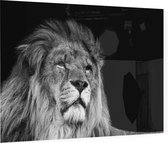Statige Leeuw op zwarte achtergrond - Foto op Plexiglas - 90 x 60 cm