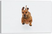 Dibond - Sprintende Hond - 60x40cm Foto op Aluminium (Wanddecoratie van metaal)