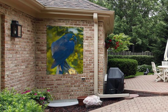 Affiche jardin - Toile jardin - Posters de jardin extérieur - Ara hyacinthe fond flou - 90x120 cm - Jardin