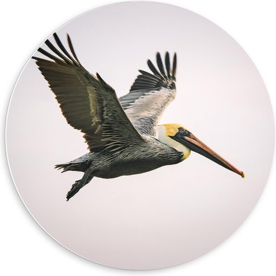 Forex Wandcirkel - Vliegende Vogel met Lange Snavel - 60x60cm Foto op Wandcirkel (met ophangsysteem)