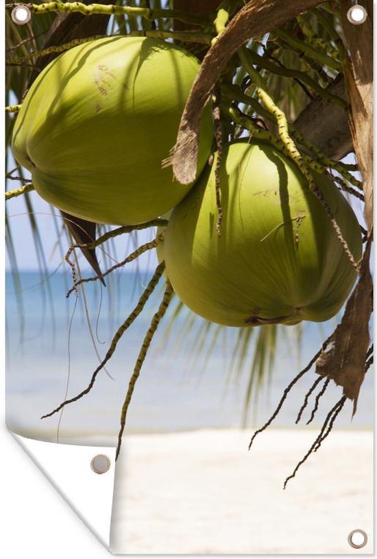 Tuinposter - Tuindoek - Tuinposters buiten - Twee kokosnoten op een tropisch strand onder de bladeren - 80x120 cm - Tuin