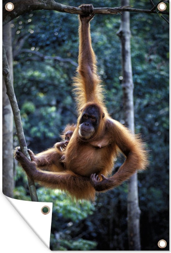 Tuindecoratie Orang-oetan en baby hangend in het Nationaal park Tanjung Puting - 40x60 cm - Tuinposter - Tuindoek - Buitenposter