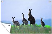 Muurdecoratie Kangoeroes - Dieren - Gras - 180x120 cm - Tuinposter - Tuindoek - Buitenposter