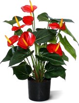 Maxifleur Kunstplanten - Kunstplant - Anthurium - Deluxe - 50 cm - Rood - Niet van echt te onderscheiden!