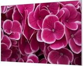 Wandpaneel Roze hortensia bloemen  | 150 x 100  CM | Zwart frame | Wand-beugels (27 mm)