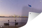 Muurdecoratie Zwanen - Australië - Oceaan - 180x120 cm - Tuinposter - Tuindoek - Buitenposter