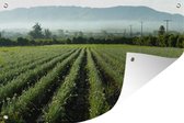 Oignons dans le champ avec vue sur les montagnes Affiche de jardin 180x120 cm - Toile de jardin / Toile d'extérieur / Peintures d'extérieur (décoration de jardin) XXL / Groot format!