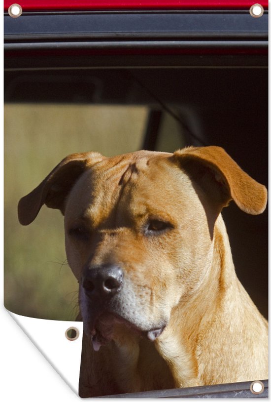 Tuindecoratie Een Staffordshire Bull Terrier in een rode auto - 40x60 cm - Tuinposter