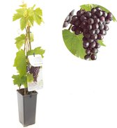 Vitis vinifera Heike - druivenstruik - rode pitloze druif - zoete vruchten - hoogte 60 cm - potmaat Ã˜11 cm