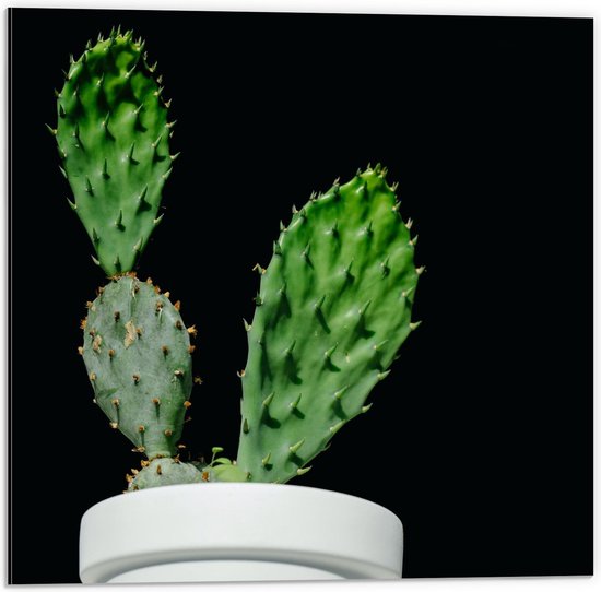 Dibond - Cactus in Witte Bloempot - 50x50cm Foto op Aluminium (Met Ophangsysteem)