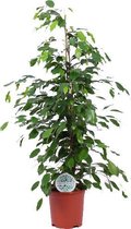 Kamerplant van Botanicly – Treurvijg – Hoogte: 105 cm – Ficus benjamina Exotica