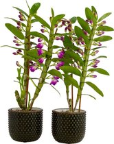 Orchideeën van Botanicly – 2 × Bamboe Orchidee in donkergroen keramiek pot als set – Hoogte: 50 cm, 2 takken – Dendrobium nobile Star Class
