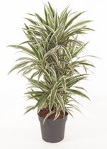 Kamerplant van Botanicly – Drakenboom – Hoogte: 80 cm – Dracaena derem. White Stripe