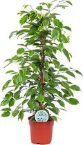 Kamerplant van Botanicly – Rubberboom – Hoogte: 75 cm – Ficus benjamina Golden King