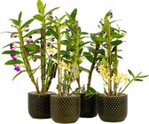 Orchideeën van Botanicly – 4 × Bamboe Orchidee in donkergroen keramiek pot als set – Hoogte: 50 cm, 3 takken – Dendrobium nobile Star Class