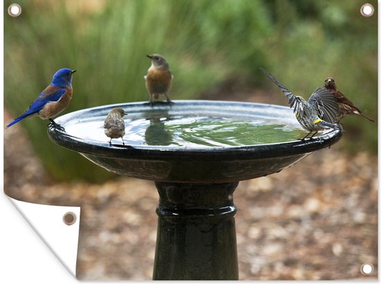 Différents types d'oiseaux partageant un bain d'oiseaux affiche de jardin  toile en