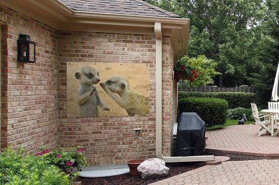 Affiche de jardin de deux suricates en vrac