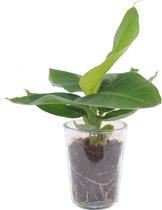 Musa Bananenplant - Kamerplant - Met Vaasglas Pot - ø12cm - 30cm