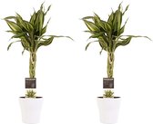 Duo 2 x Dracaena Sandriana victory met Anna white ↨ 45cm - 2 stuks - hoge kwaliteit planten