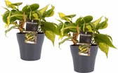 Duo Philodendron Brazil met potten Anna Grey ↨ 15cm - 2 stuks - hoge kwaliteit planten