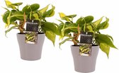 Duo Philodendron Brazil met potten Anna Taupe ↨ 15cm - 2 stuks - hoge kwaliteit planten