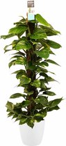 Scindapsus Mosstok 120 cm met Elho brussels white ↨ 120cm - hoge kwaliteit planten