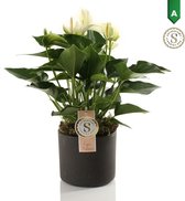 Anthurium White in Bari Keramiek Grey ↨ 40cm - hoge kwaliteit planten