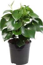 Peperomia polybotrya ‘Raindrop’ ↨ 65cm - hoge kwaliteit planten