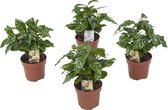 Coffea Arabica ↨ 25cm - 4 stuks - hoge kwaliteit planten