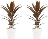 Duo 2x Cordyline Rumba met Anna white ↨ 40cm - 2 stuks - hoge kwaliteit planten