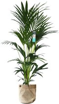 XL Kentia Palm in Sizo bag (natural met metalen ring) ↨ 170cm - hoge kwaliteit planten - grote planten - XL plant - binnenplanten - buitenplanten - tuinplanten - potplanten - hangp