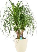 Beaucarnea Vertakt met Elho brussels soap ↨ 80cm - hoge kwaliteit planten