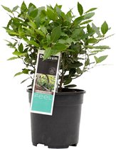 Laurus nobilis ↨ 35cm - hoge kwaliteit planten