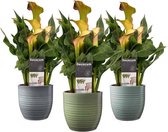 Zantedeschia Oranje in Bergamo keramiek (3 stuks) ↨ 40cm - 3 stuks - hoge kwaliteit planten