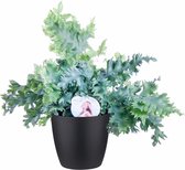 Phlebodium ‘Davana’ in ELHO sierpot (zwart) ↨ 48cm - planten - binnenplanten - buitenplanten - tuinplanten - potplanten - hangplanten - plantenbak - bomen - plantenspuit
