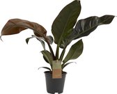 Philodendron Imperial Red Feel Green ↨ 45cm - hoge kwaliteit planten