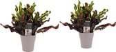 Duo Croton Mammi 3pp kopstek met sierpot Anna taupe ↨ 25cm - 2 stuks - hoge kwaliteit planten