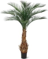 Phoenix Palm Deluxe 180m