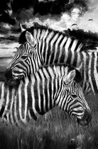 Aluminium Schilderij Twee Zebra's