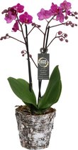 Orchidee van Botanicly – Vlinder orchidee in houten pot als set – Hoogte: 45 cm, 1 tak – Phalaenopsis Cosy Candy