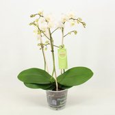 Orchidee van Botanicly – Vlinder orchidee – Hoogte: 45 cm, 1 tak – Phalaenopsis multiflora Albina