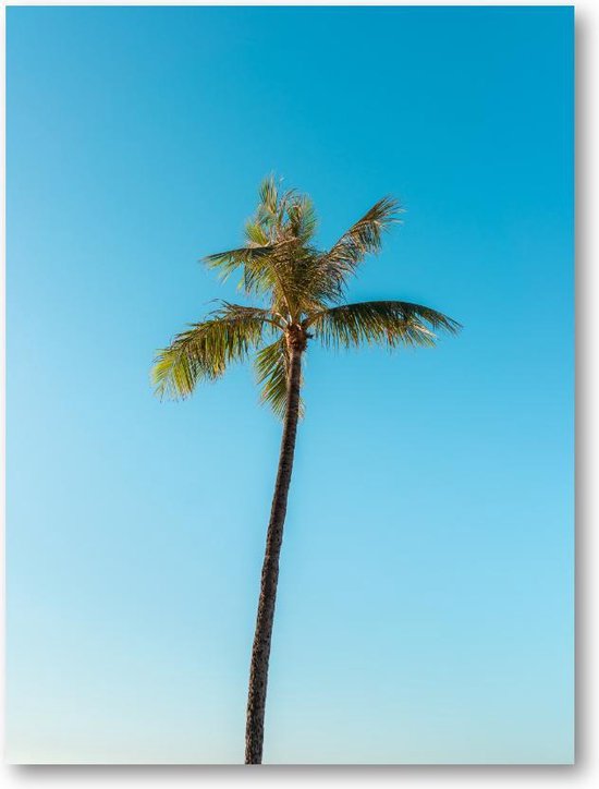 Low angle van een hoge palmboom onder een heldere hemel - 30x40 Forex Staand - Minimalist - Landschap - Natuur