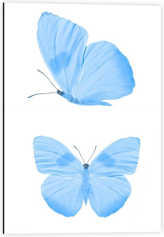 Dibond - Twee Blauwe Vlinders op Witte Achtergrond - 40x60cm Foto op Aluminium (Met Ophangsysteem)