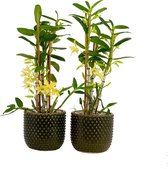 Orchideeën van Botanicly – 2 × Bamboe Orchidee in donkergroen keramiek pot als set – Hoogte: 50 cm, 3 takken – Dendrobium nobile Star Class