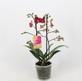 Orchidee van Botanicly – Vlinder orchidee – Hoogte: 40 cm, 1 tak – Phalaenopsis multiflora Catherina