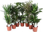Kamerplanten van Botanicly – 7 × Drakenboom – Hoogte: 90 cm – Dracaena Mix