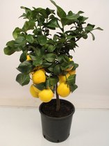 Kamerplant van Botanicly – Citrus Lemon – Hoogte: 80 cm
