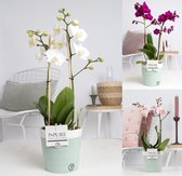 Orchideeën van Botanicly – 3 × Vlinder orchidee in witte geribbelde keramische pot als set – Hoogte: 40 cm, 1 tak – Phalaenopsis multiflora