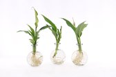 Kamerplanten van Botanicly – 3 × Lepelplant  incl. designe glas als set – Hoogte: 5 cm – Spathiphyllum