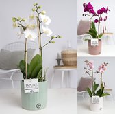 Orchideeën van Botanicly – 3 × Vlinder orchidee in witte keramische pot als set – Hoogte: 25 cm, 1 tak – Phalaenopsis multiflora